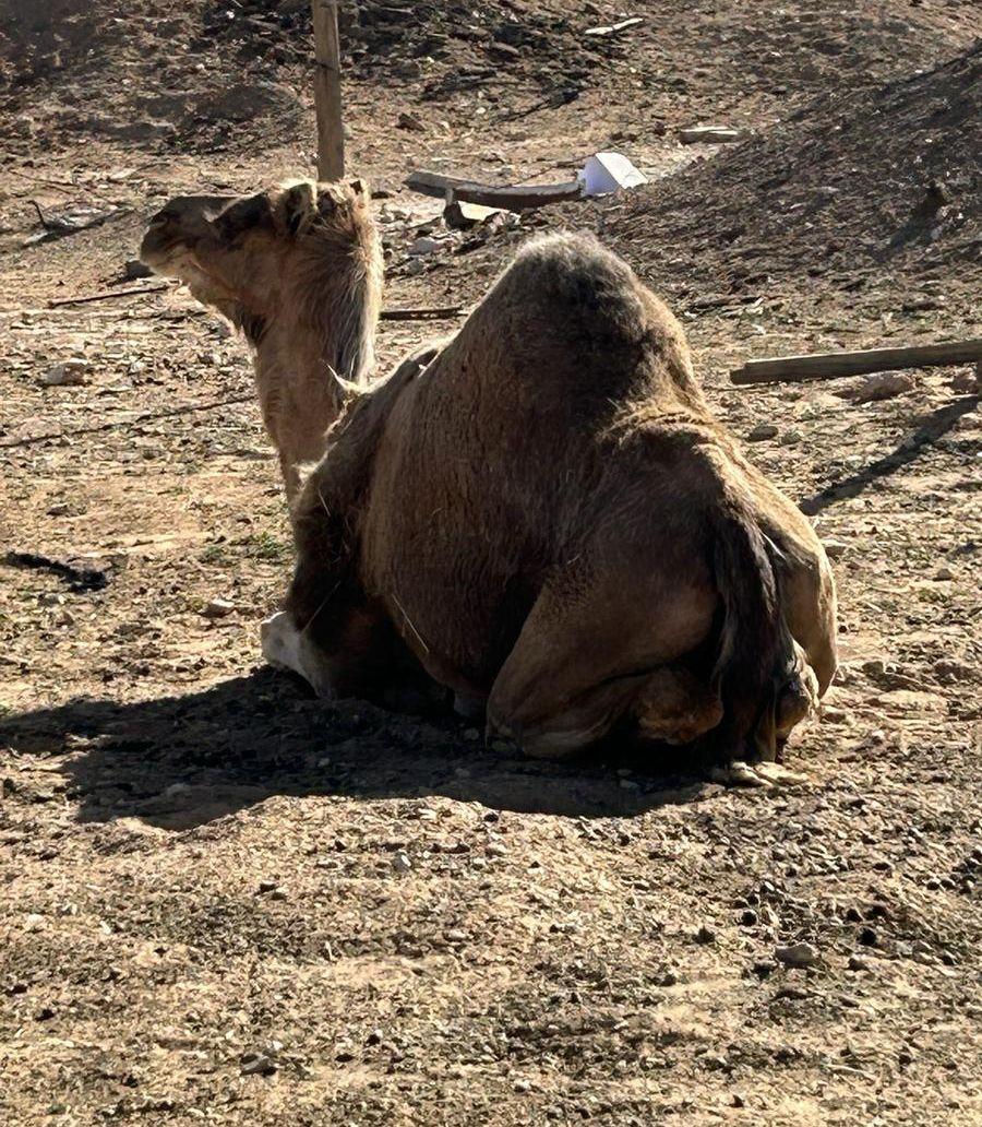 ناقه حايل شعير