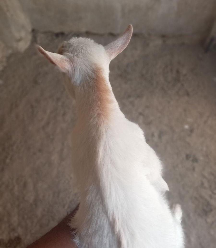 ماعز قزم فاخر