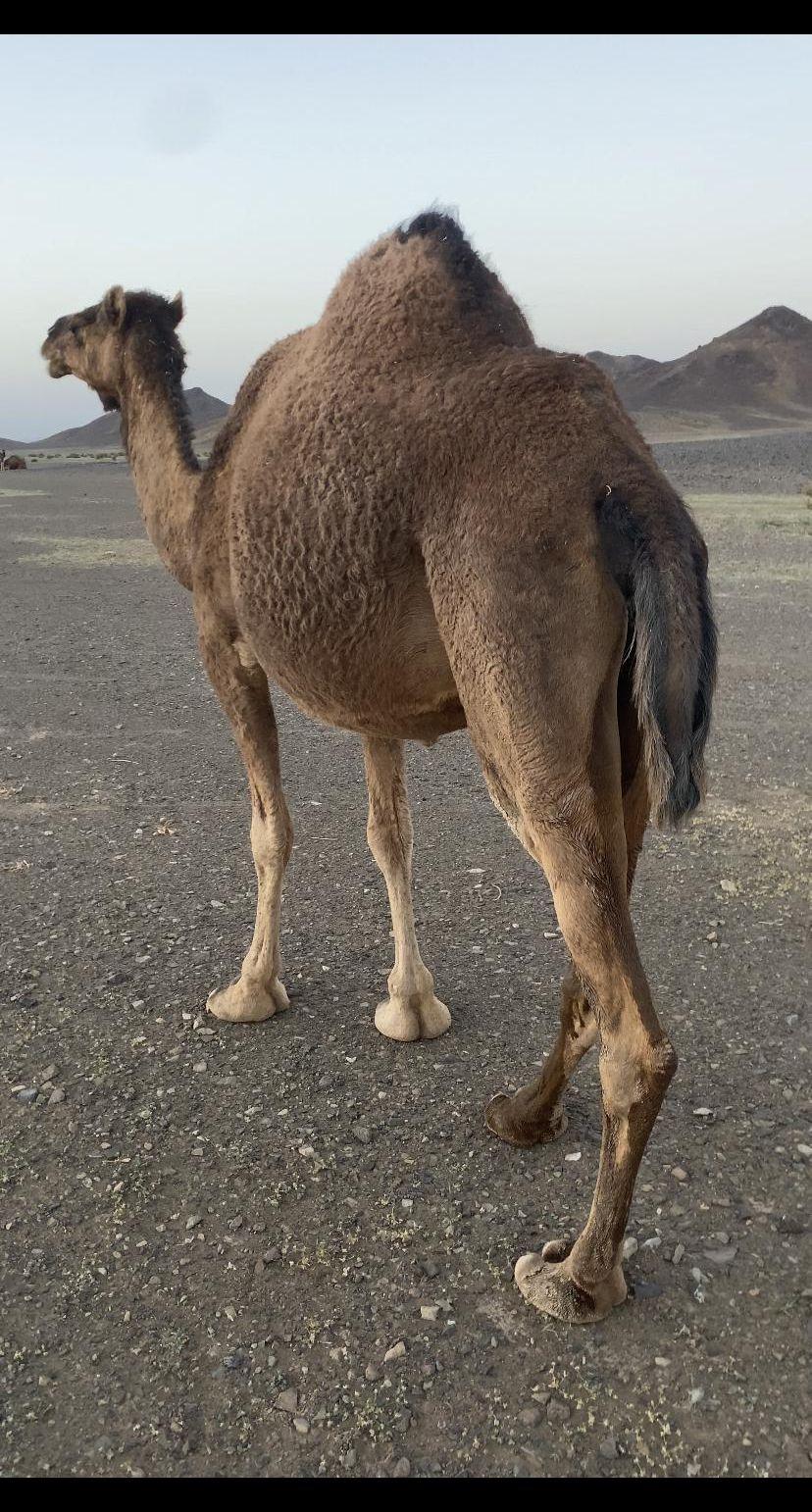 ناقه حمرا من