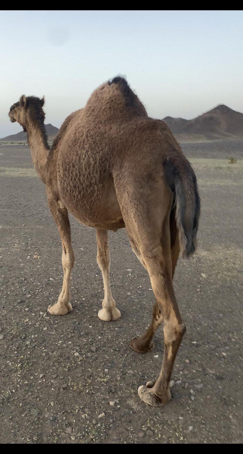 ناقه حمرا من