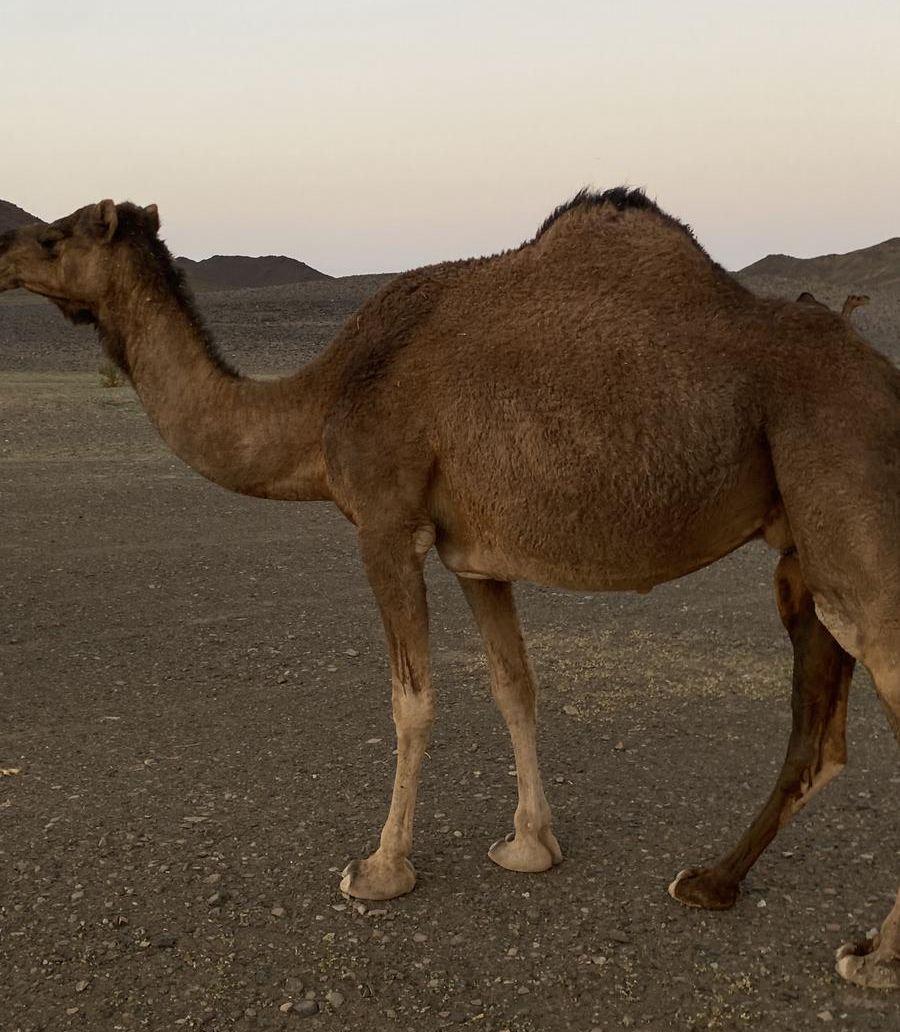 ناقه حمرا من