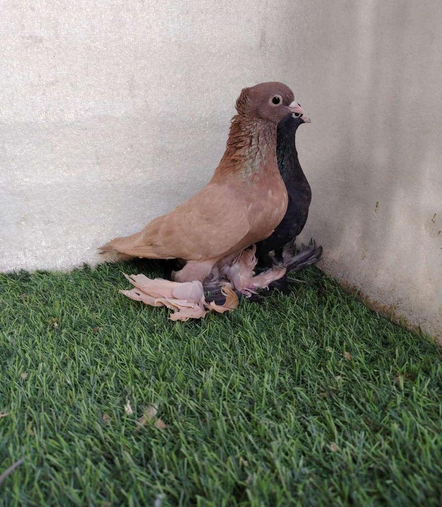 جوز صنعاني مشرب