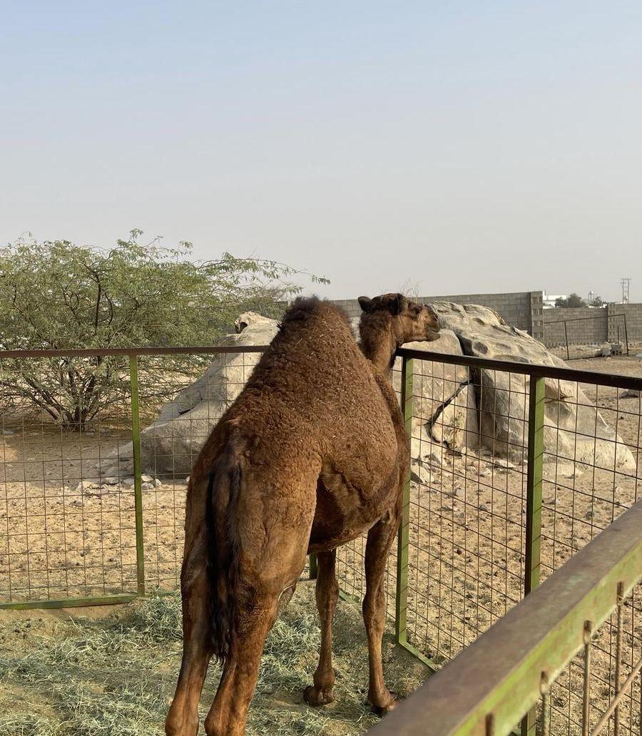 بكار فاخره للبيع