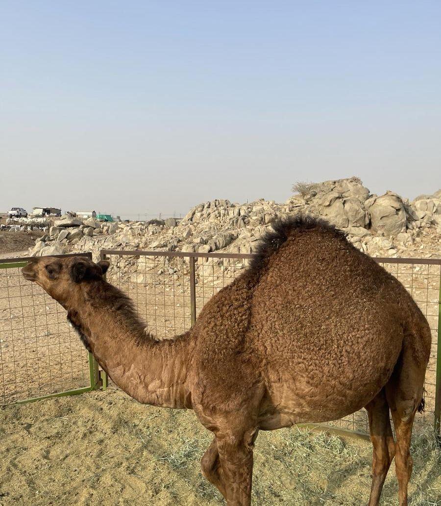 بكار فاخره للبيع