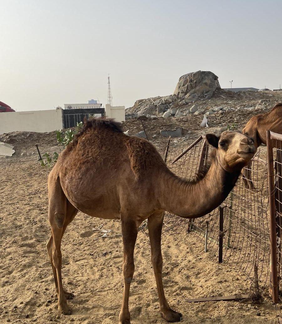 بكار فاخره للبيع
