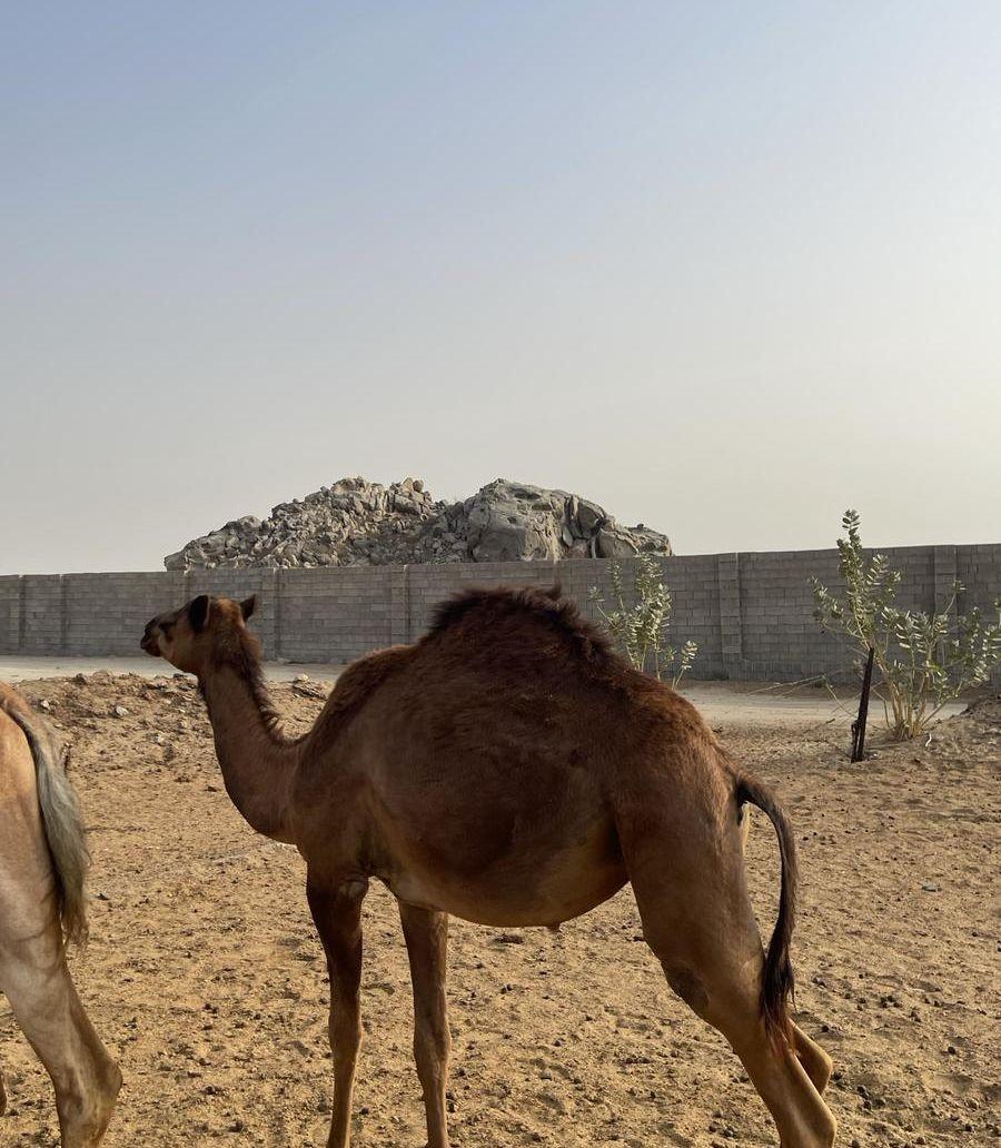 بكار فاخره للبيع