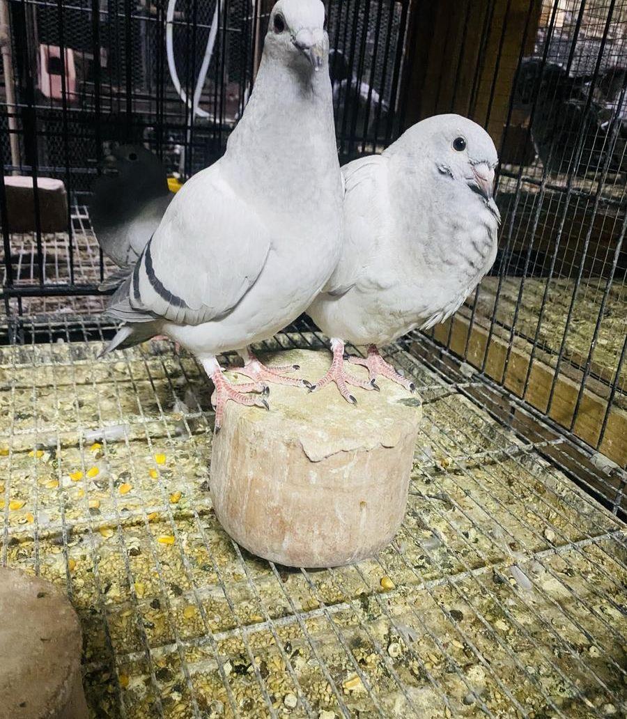 للبيع طبه زاجل