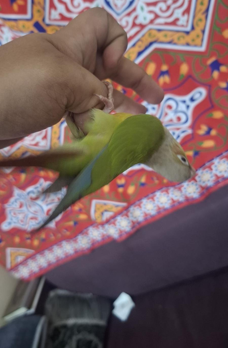 أعرض لكم كنيور