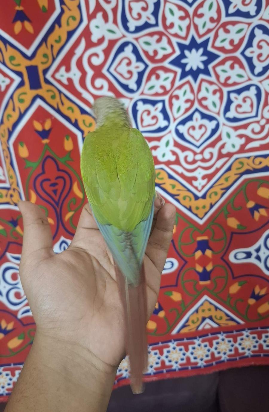 أعرض لكم كنيور