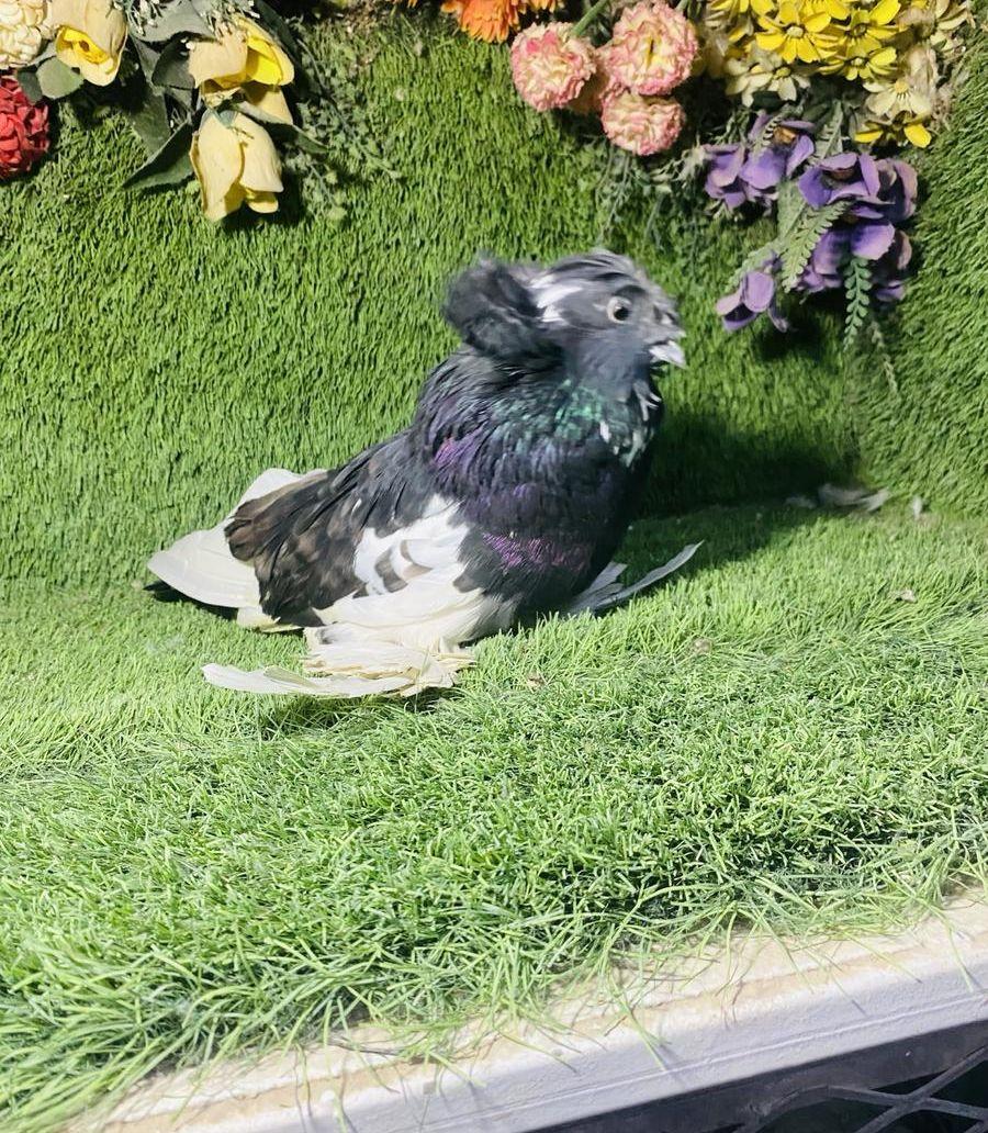 للبيع ذكر بخاره