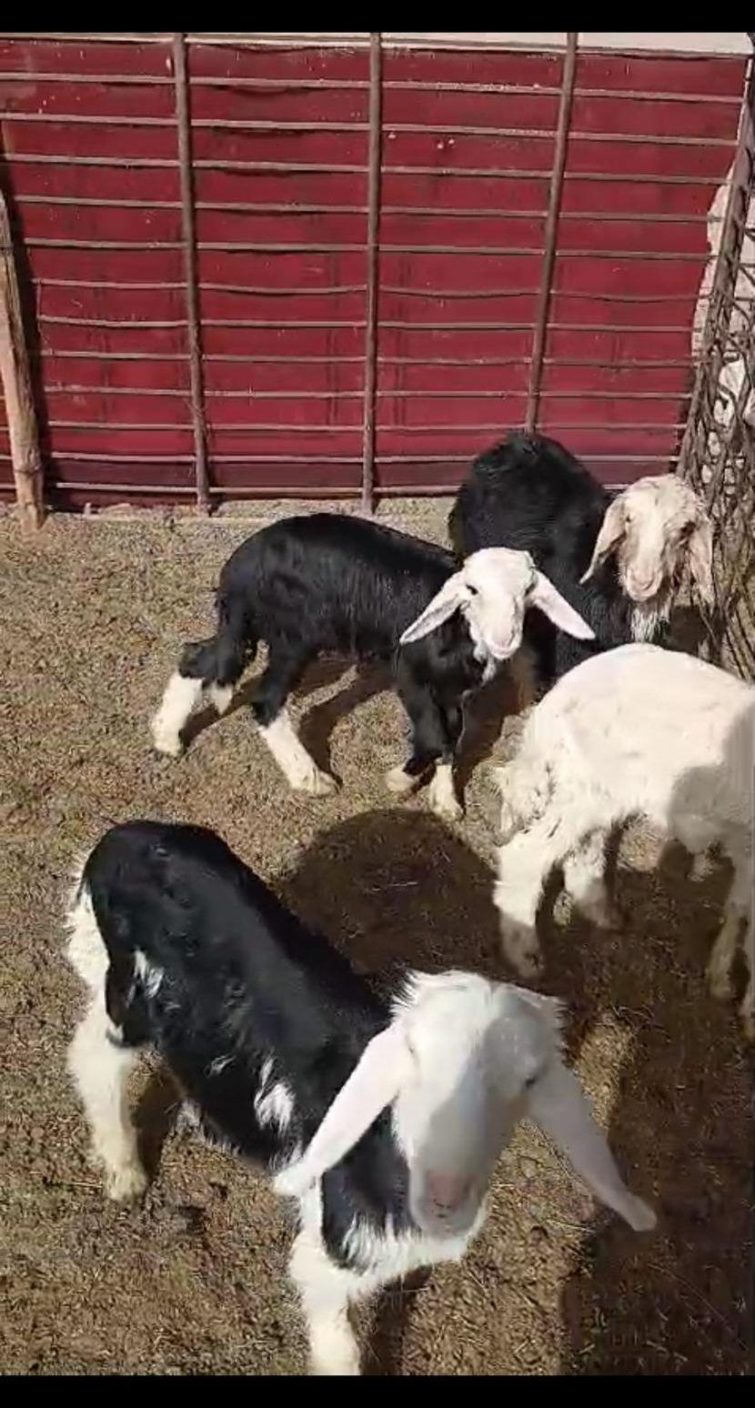 للبيع خمس خرفان