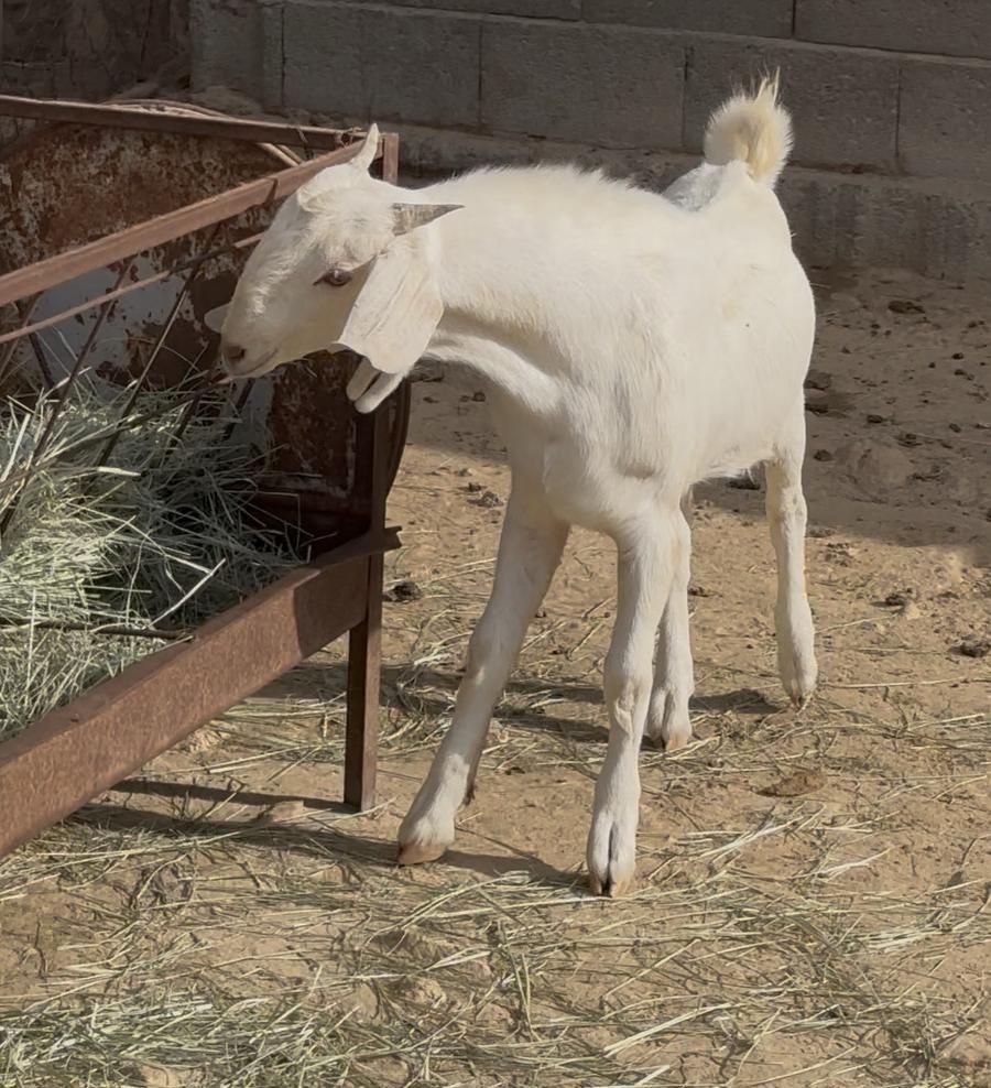 مشروع فحل مطور