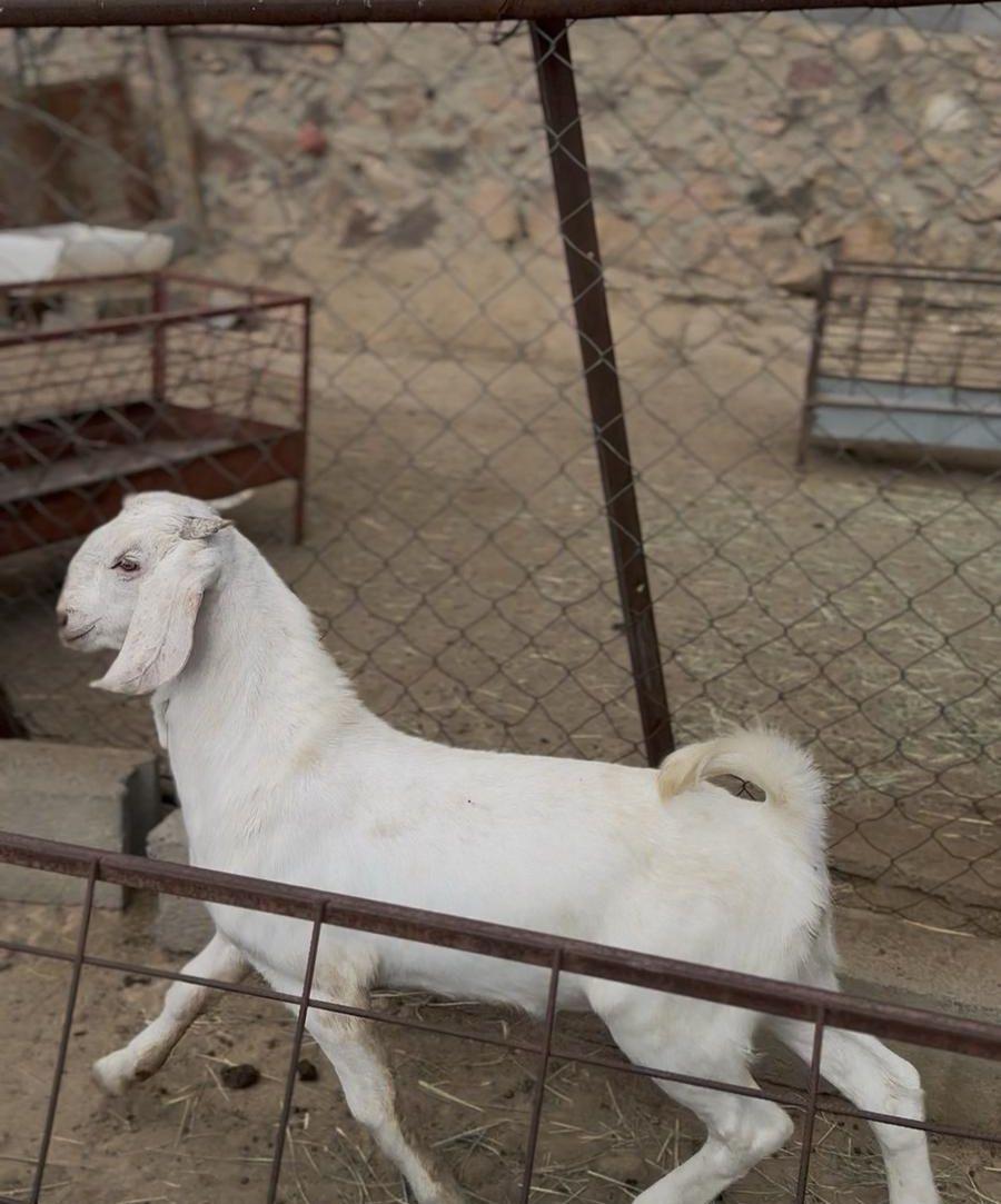 مشروع فحل مطور