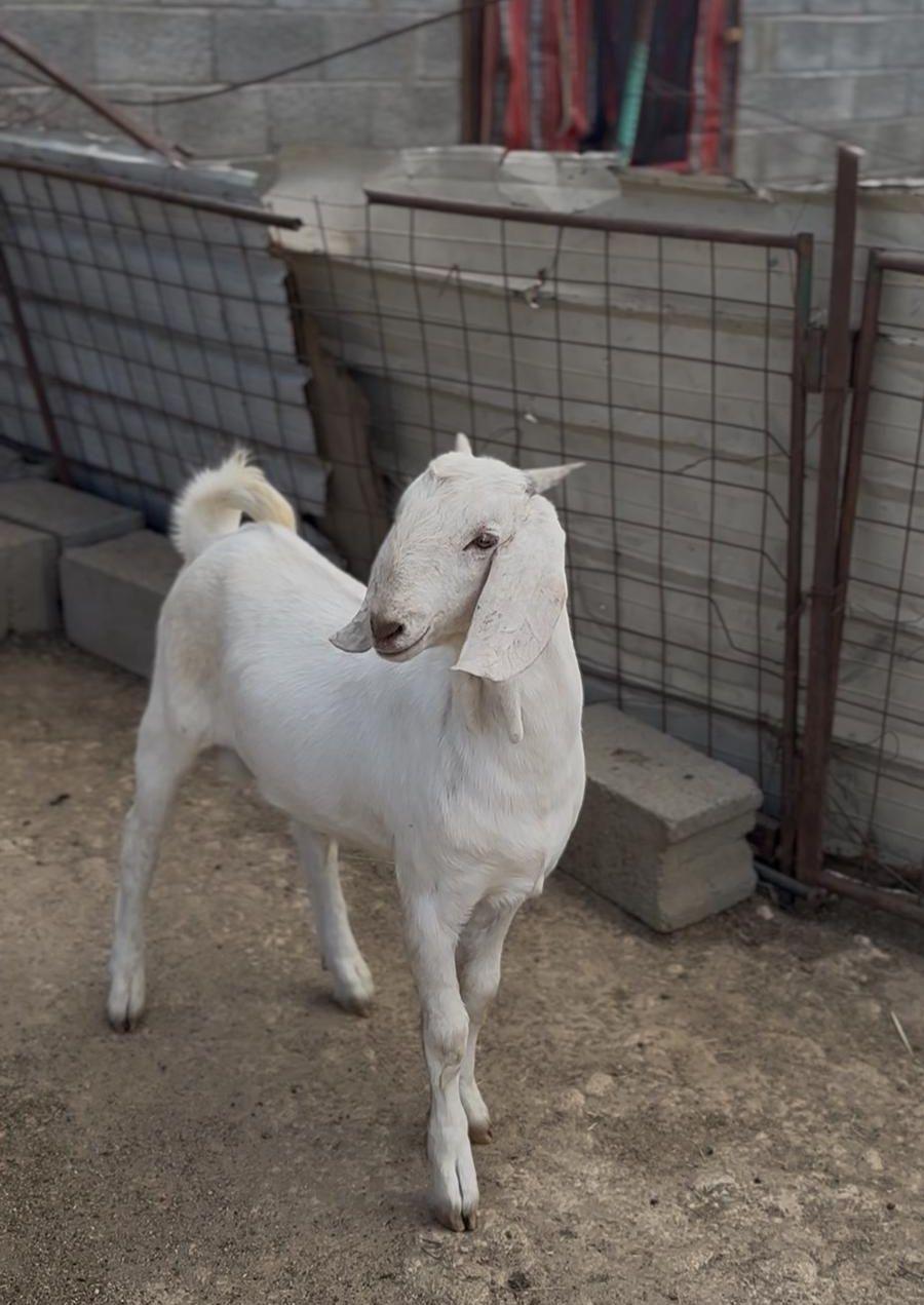 مشروع فحل مطور