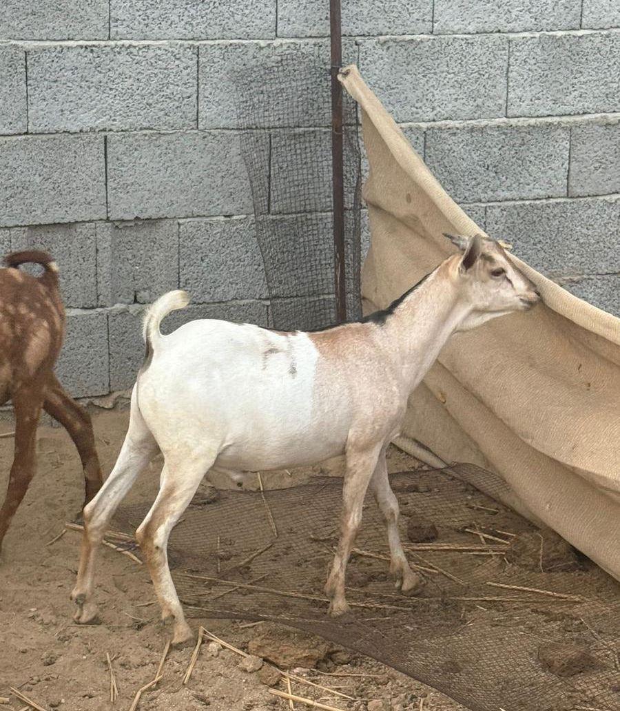 تيوس نظيفة
