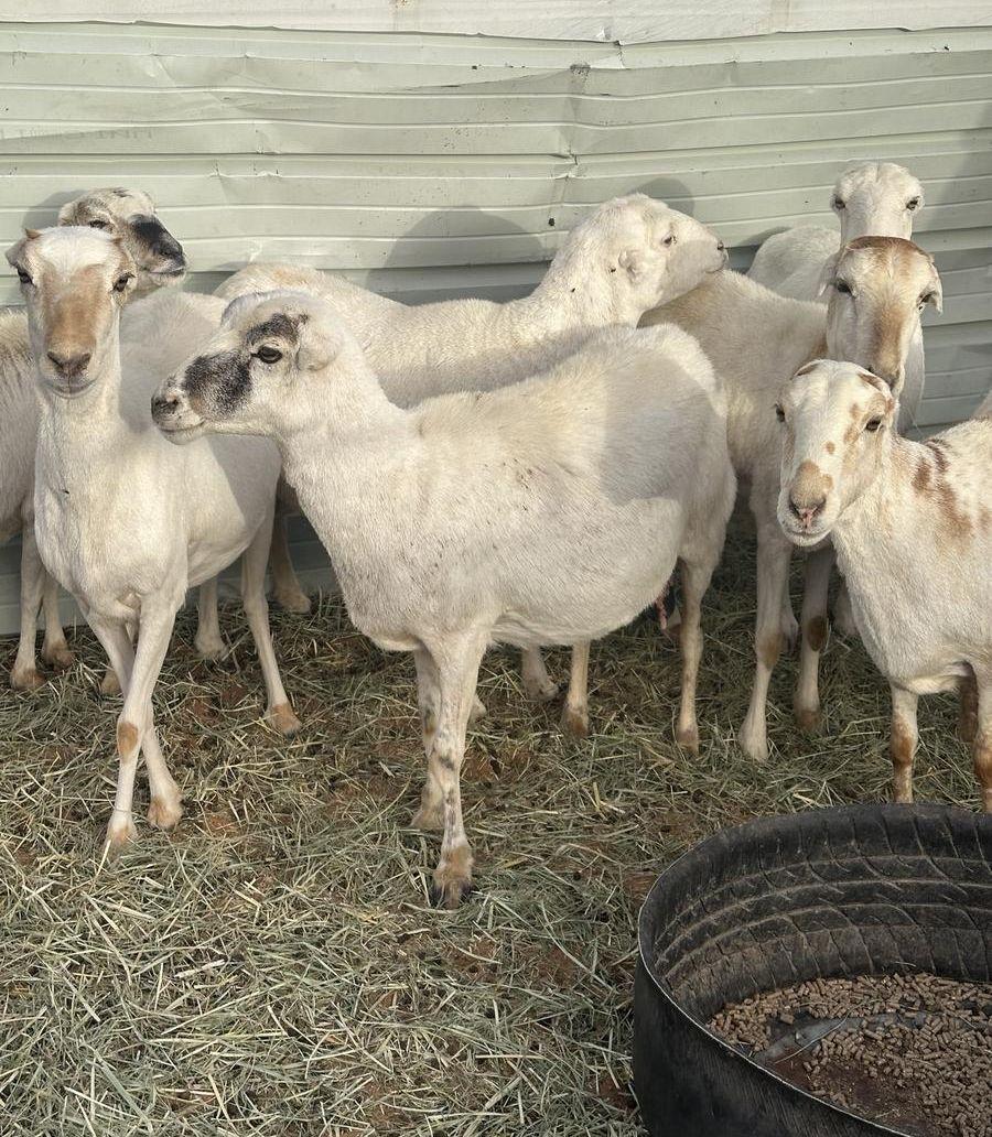 رفيد