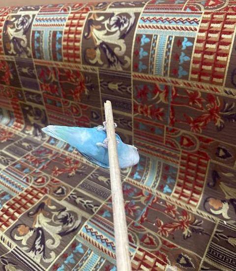 انثئ روز اليفه