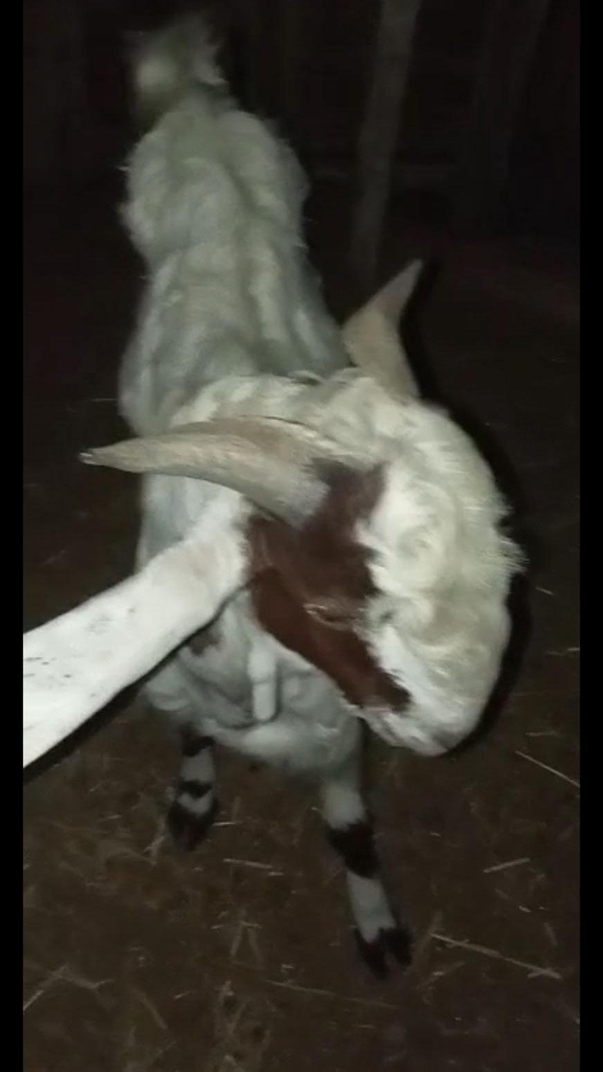 تيس هولندي