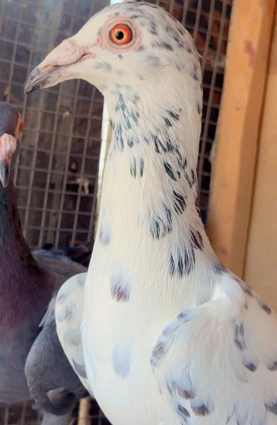 ثلاث ازواج حمام