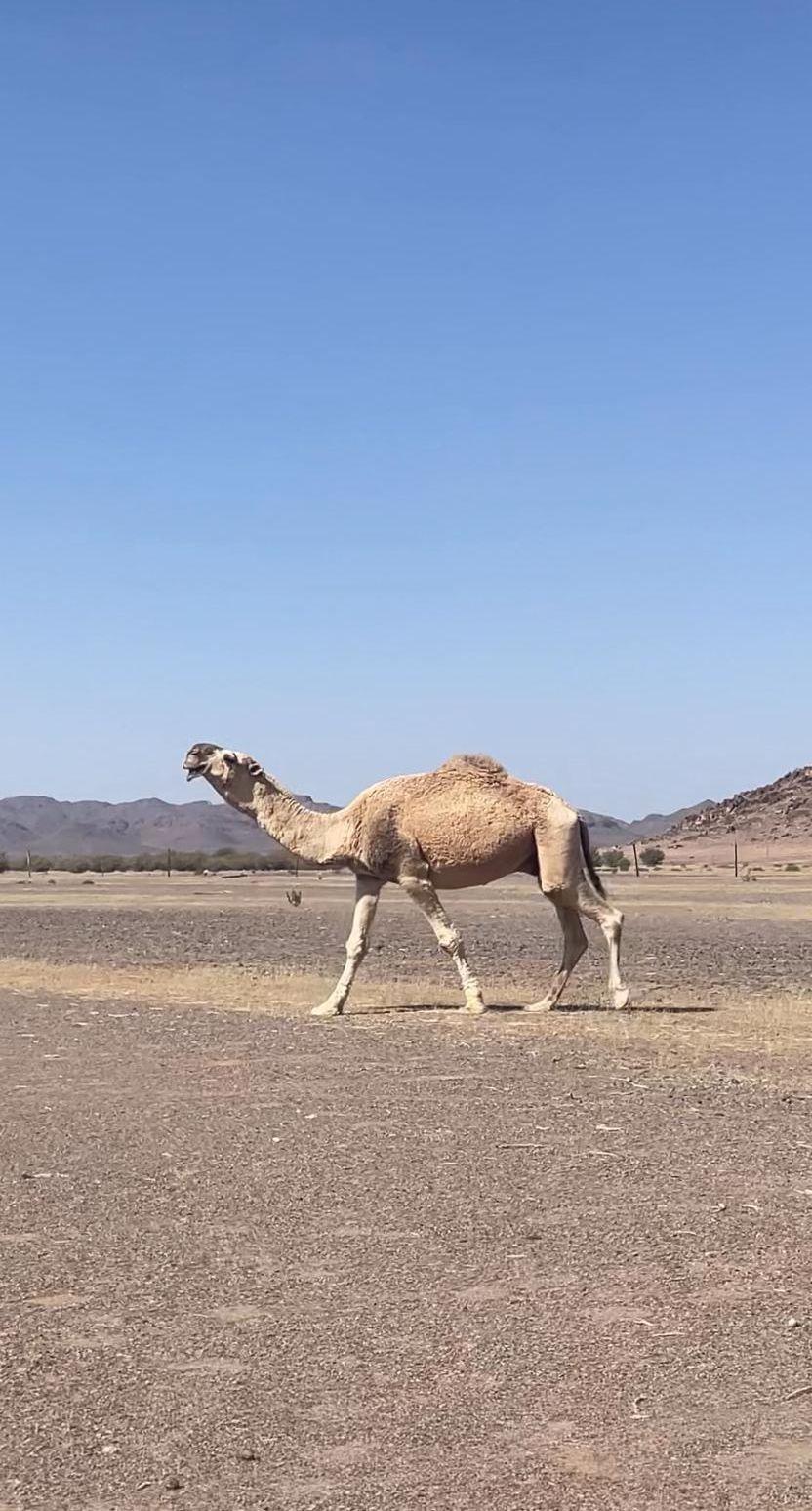 بعير أشقح طيب