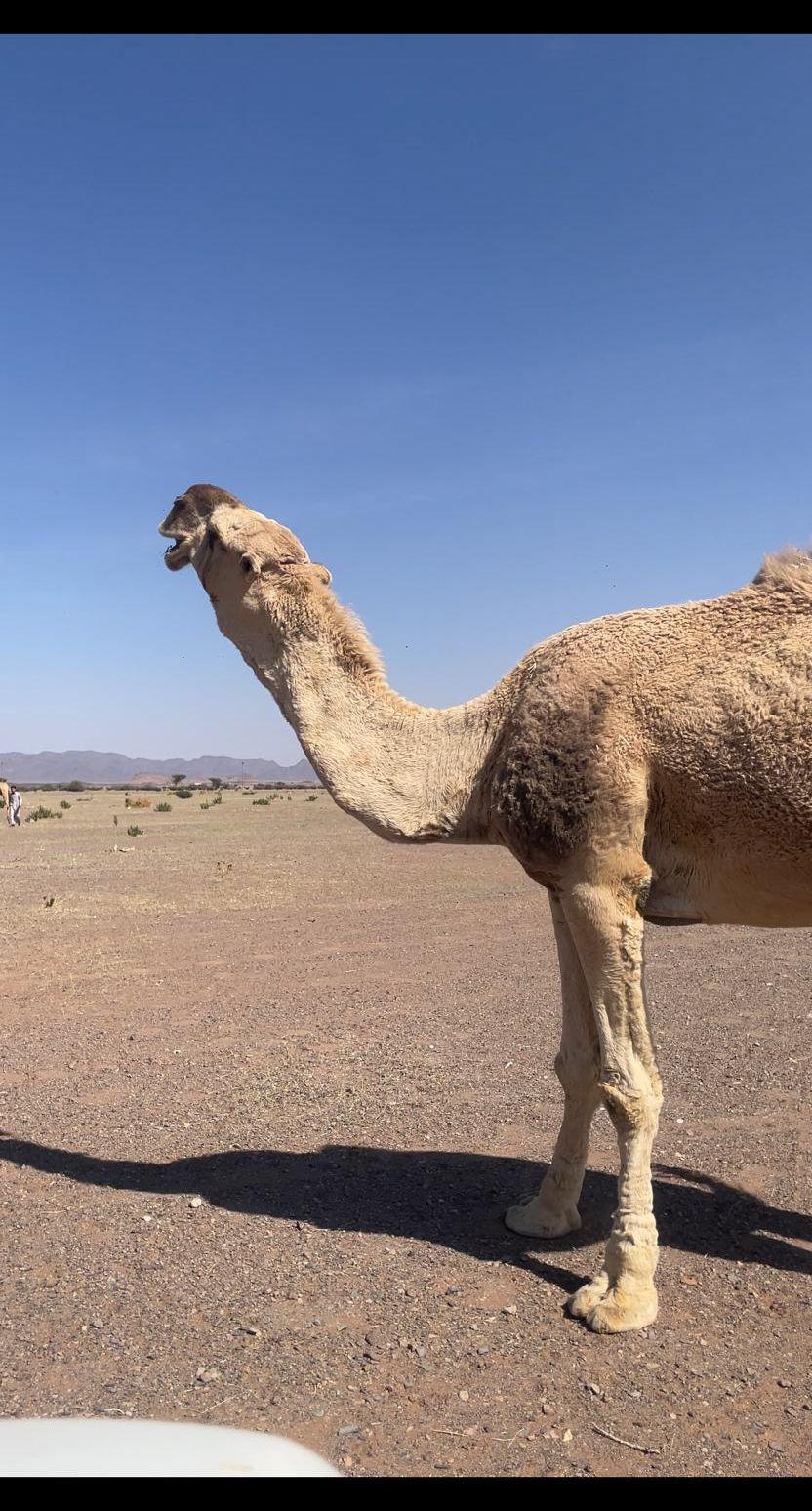 بعير أشقح طيب