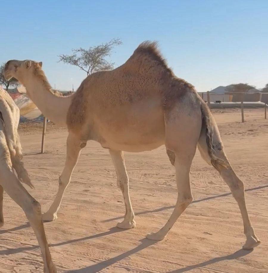 لقحه شقحاء