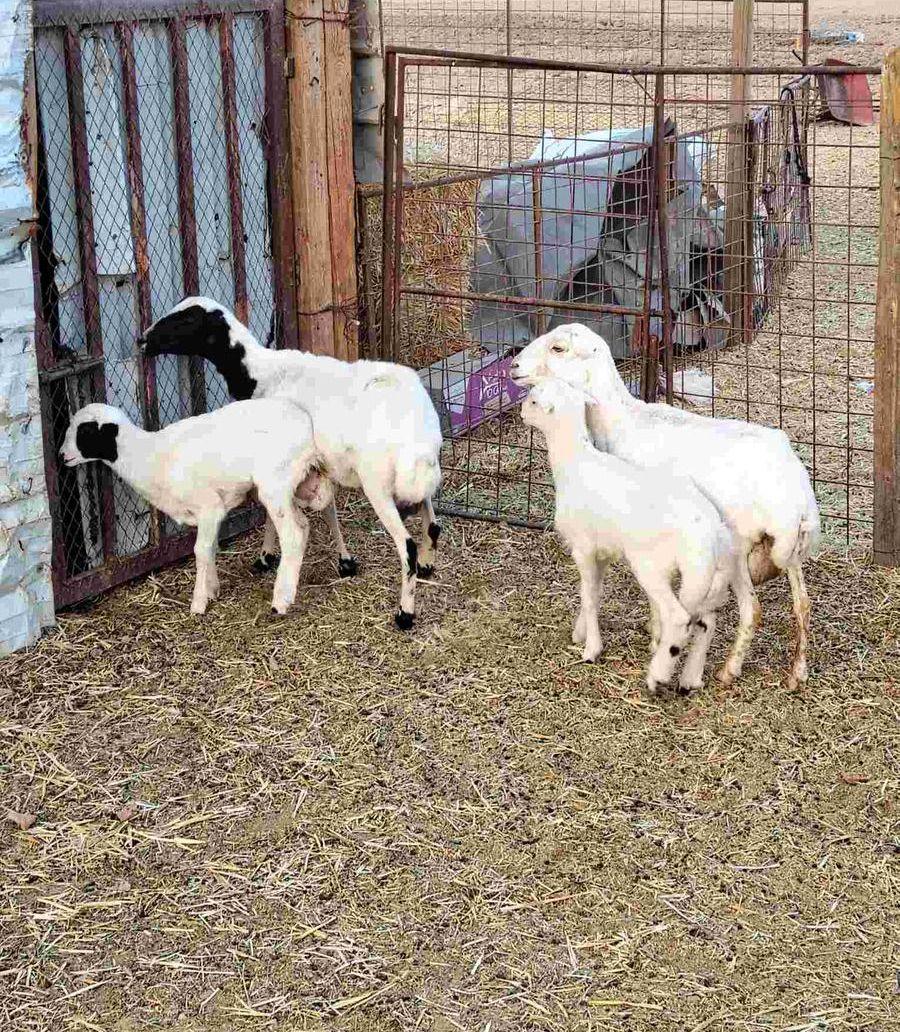 شياه رفيديات وليد