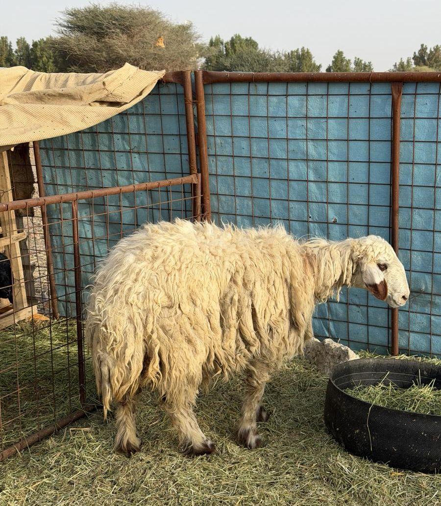 شاه نعيميه ذبيحه