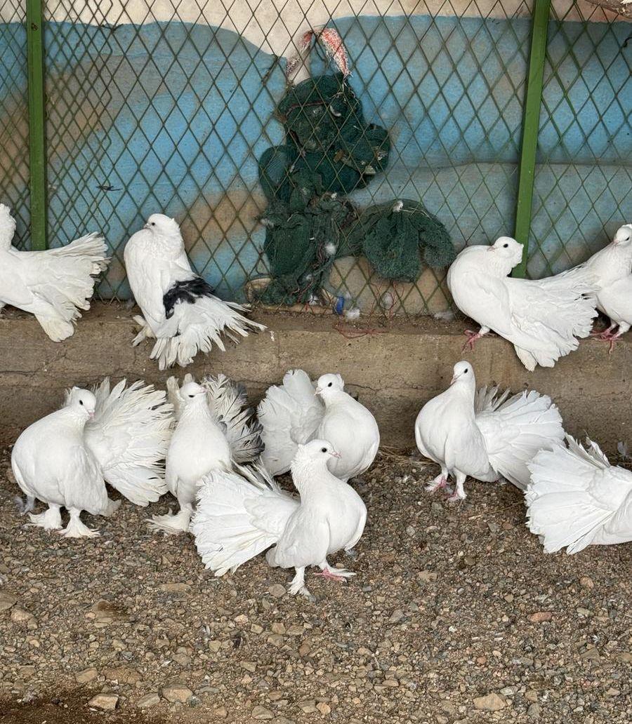 حمام رقاص (تم