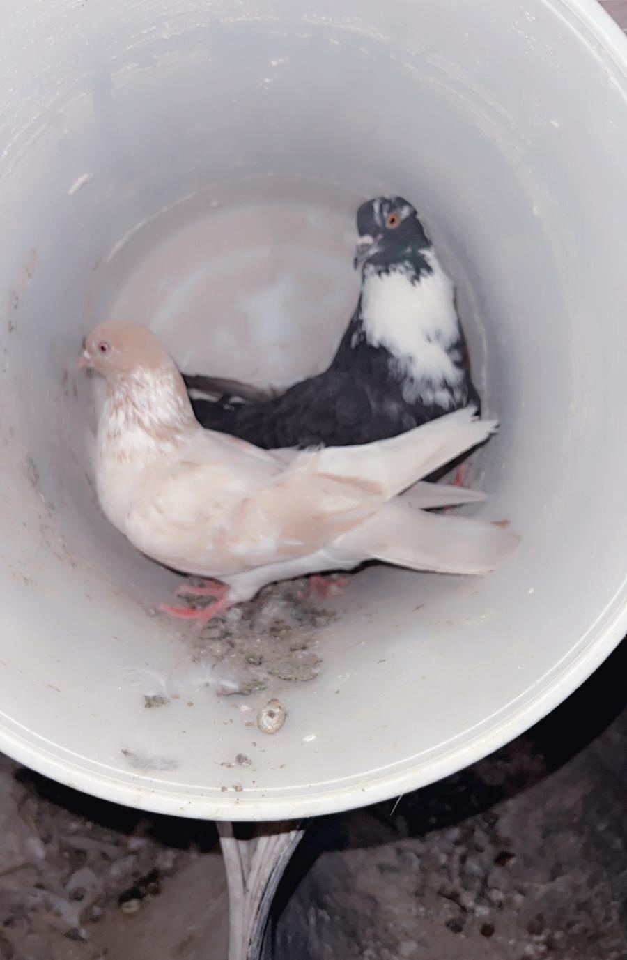 حمام للبيع فاخر