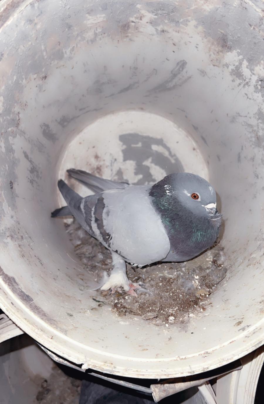 حمام للبيع فاخر