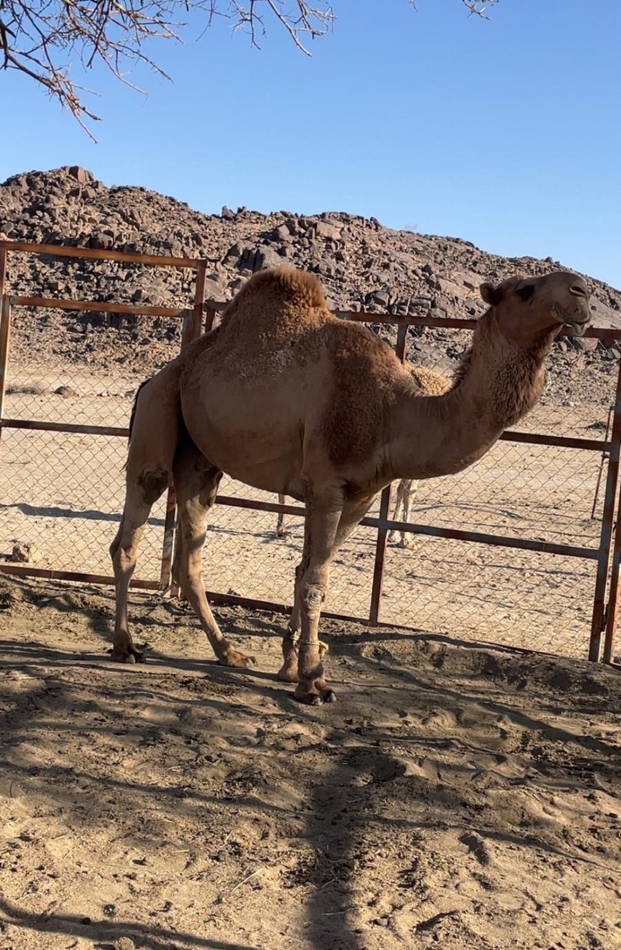 بعير السن رباع