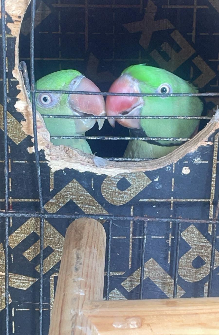 ذكر دره نيبالي