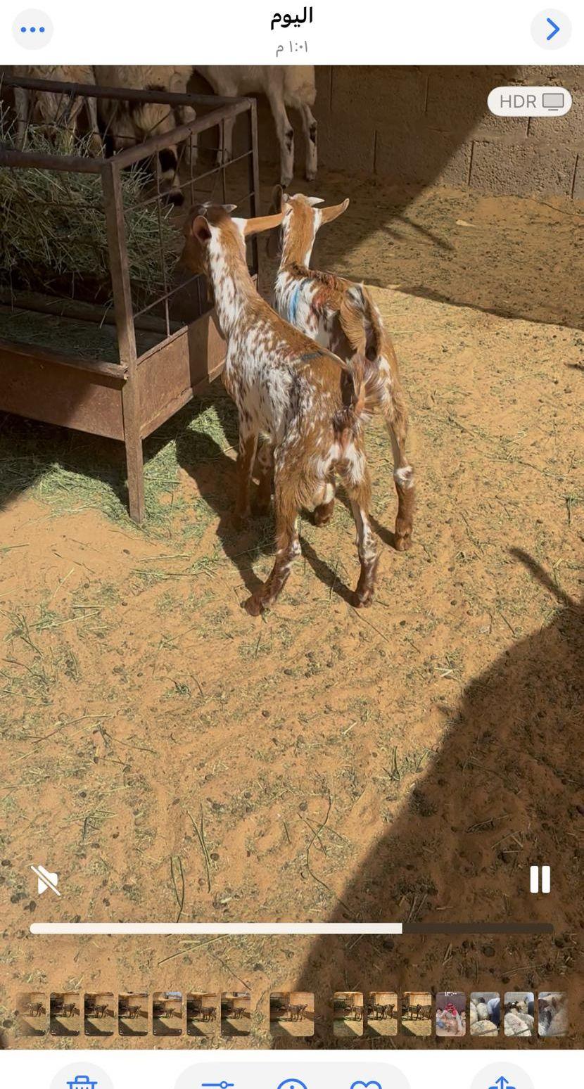 للبيع تيوس وجفار