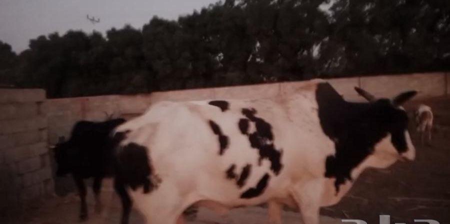 ثور فحل هولندي