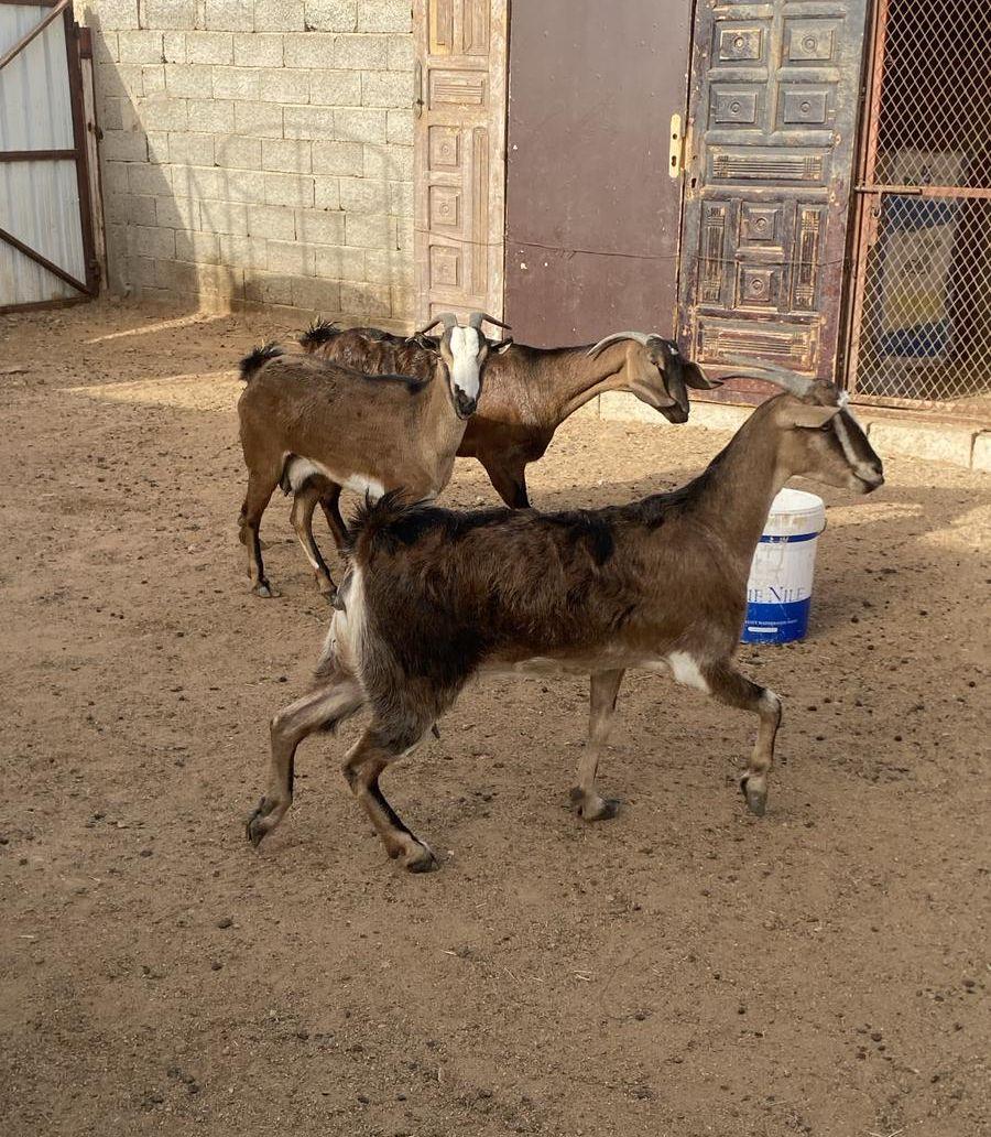 السوق الجنوبي