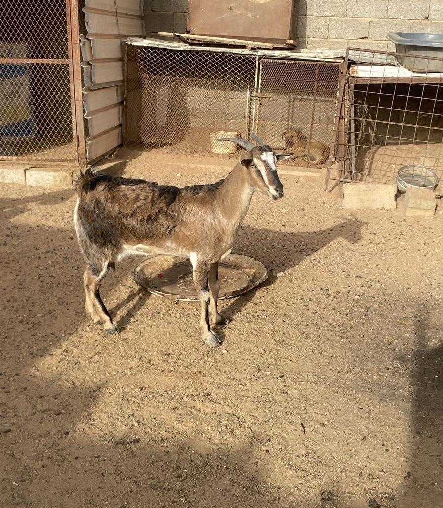 السوق الجنوبي