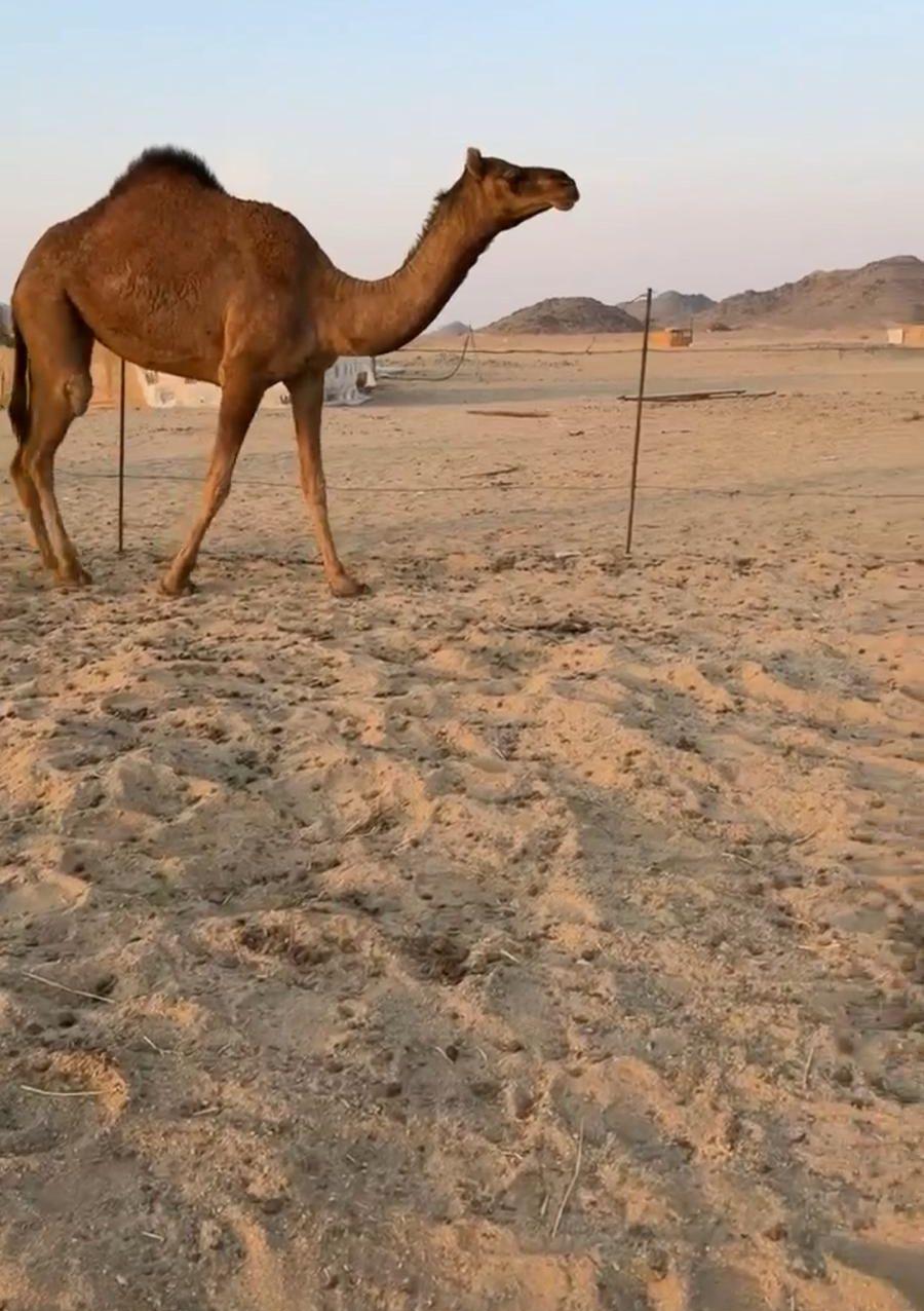 بكار سواحل كفو
