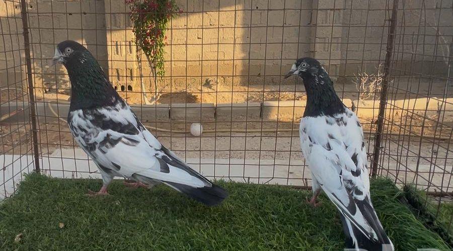 حمام باكستاني