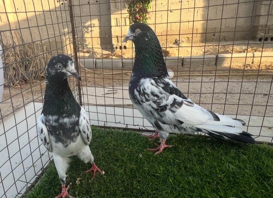 حمام باكستاني