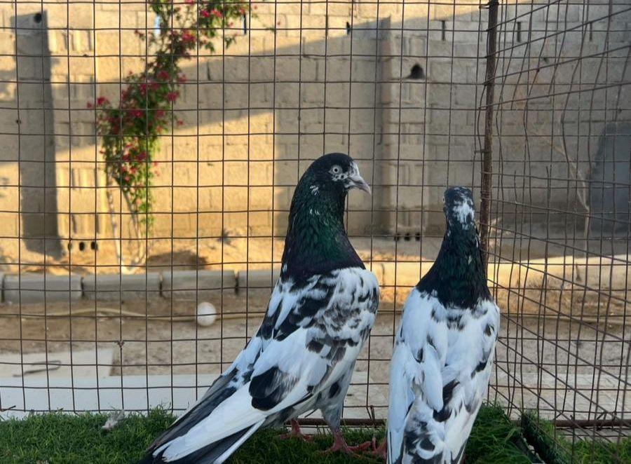 حمام باكستاني