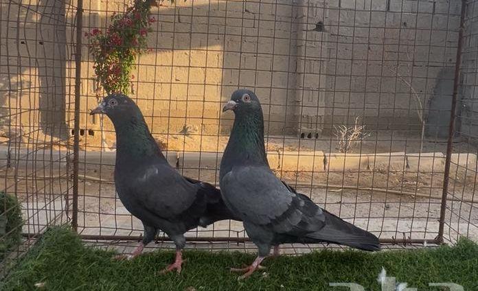 حمام باكستاني