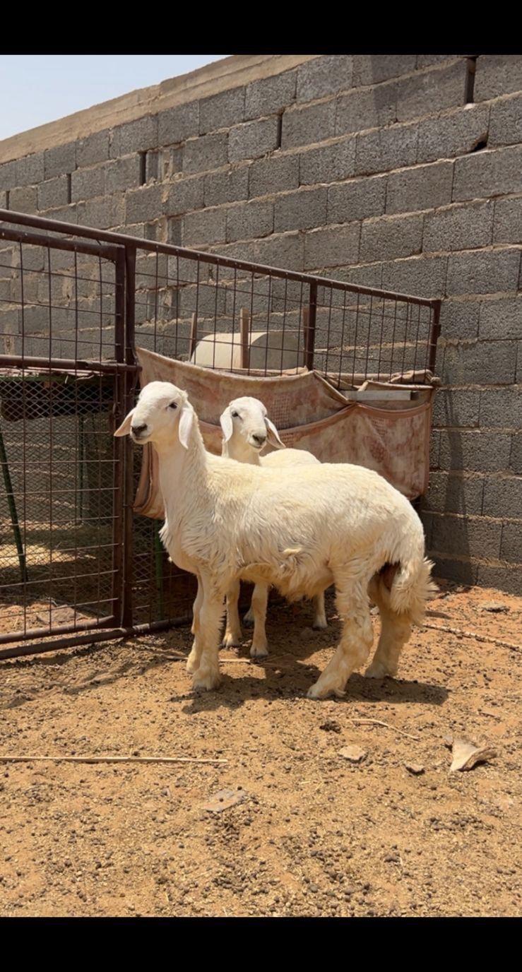 طليان ذبايح