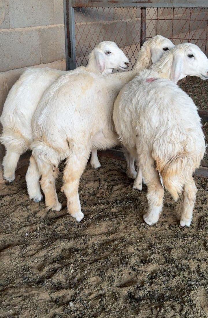 طليان ذبايح
