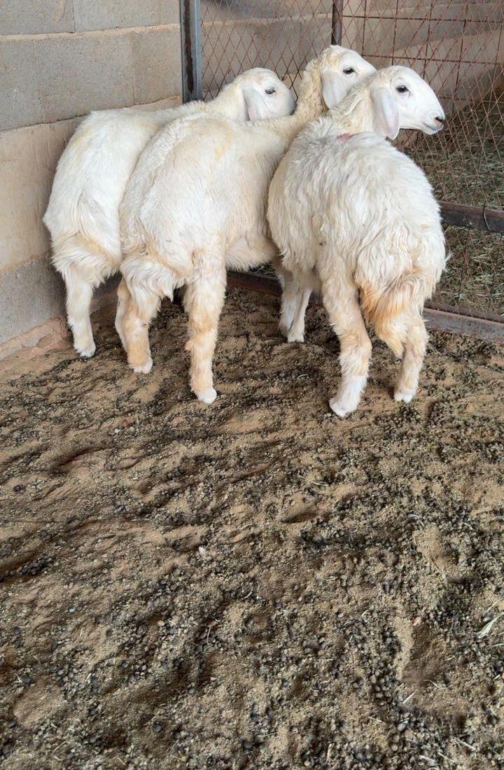 طليان ذبايح