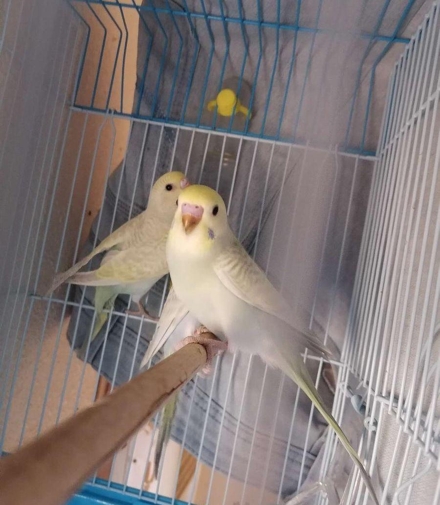 فروخ بادجي