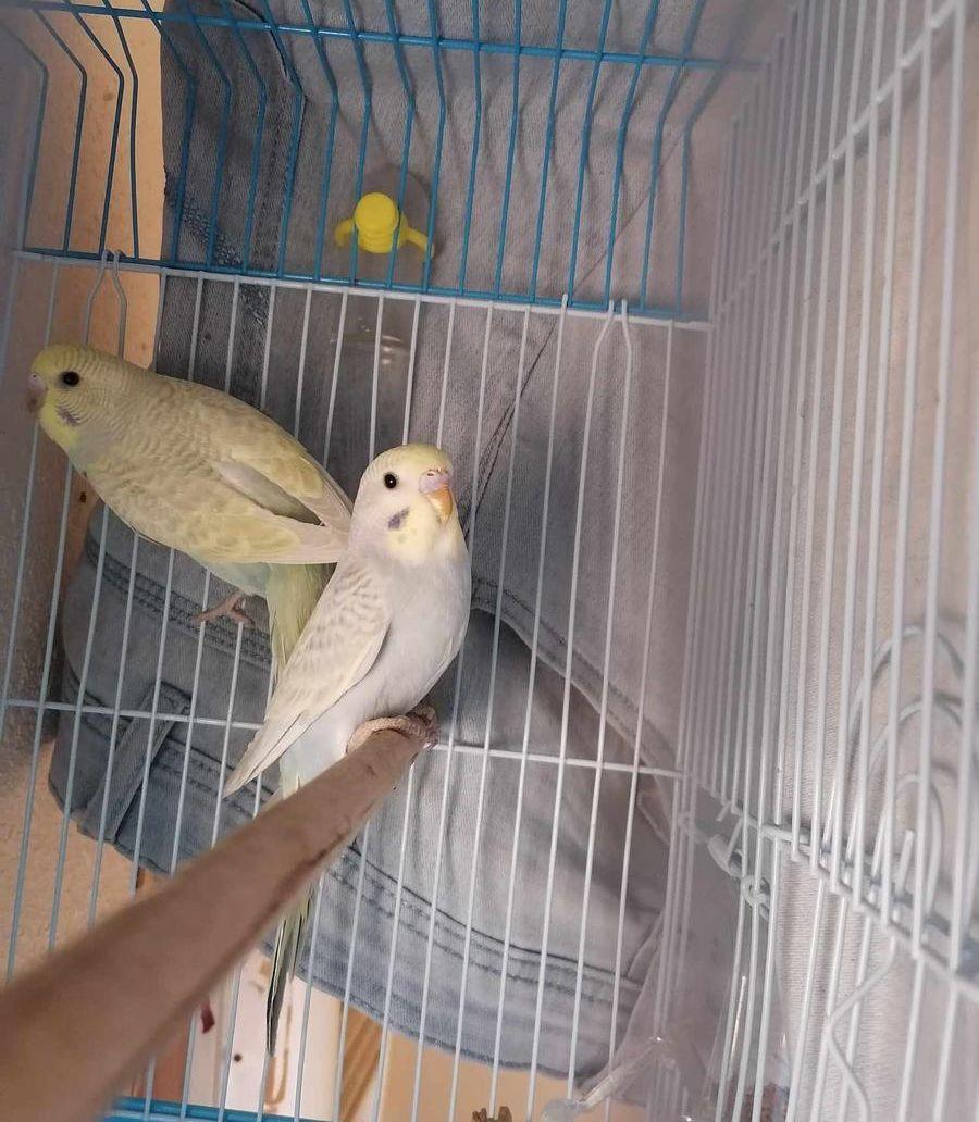 فروخ بادجي