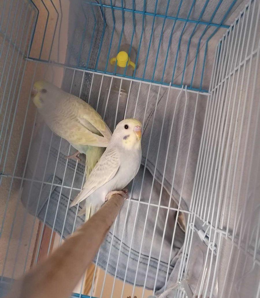 فروخ بادجي