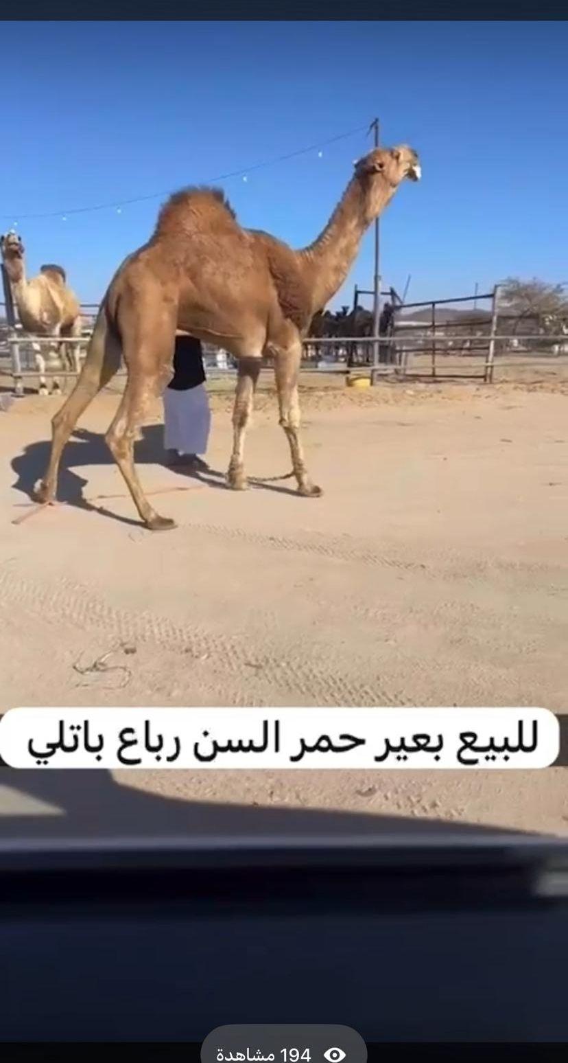 للبيع بعير حمر