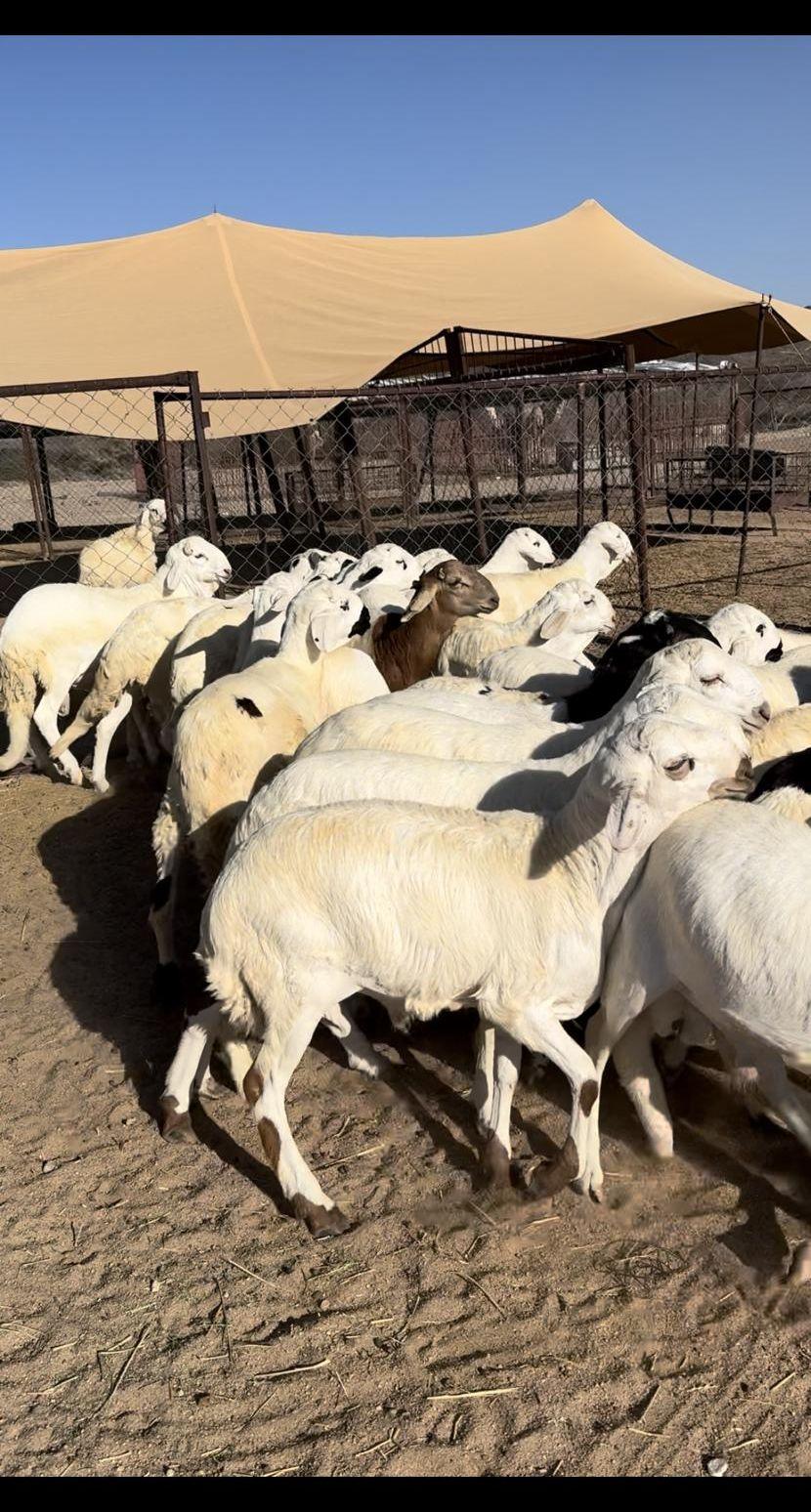 سواكن جذعان جبر